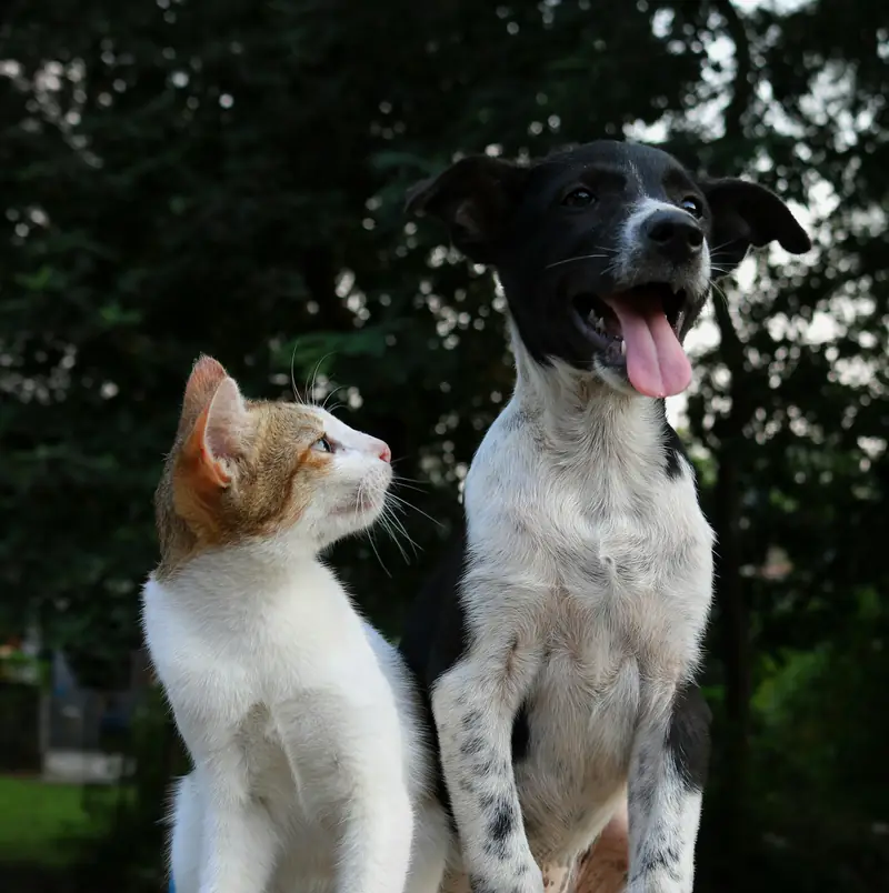 Um gato e um cachorro sentados lado a lado em um jardim