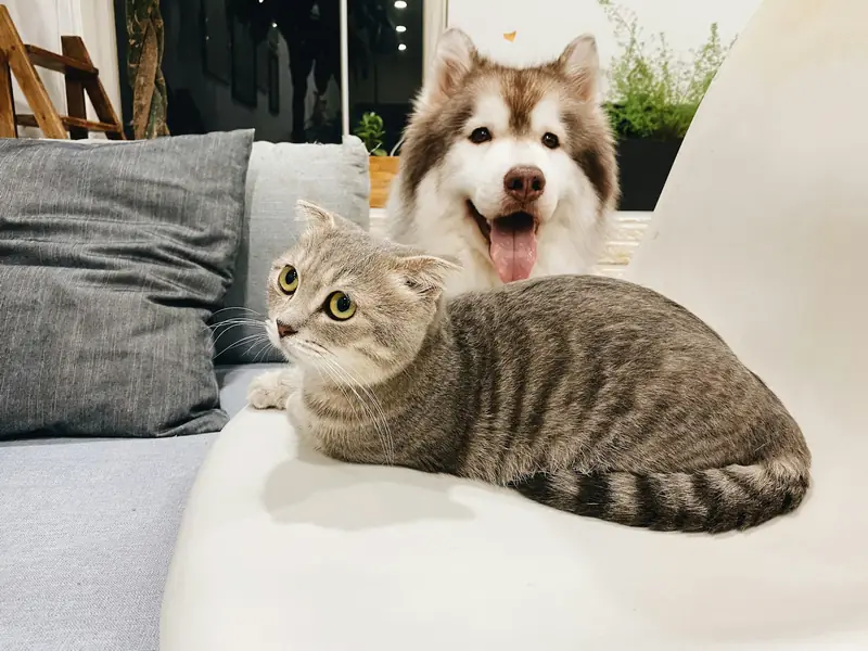 Cachorro husky e gato rajado descansando juntos no sofá