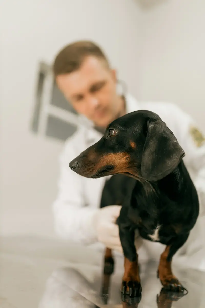 Veterinário examinando um cachorro dachshund